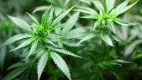 konopí seedling-1062908 1280